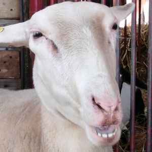 Meet your Posher, Dawson